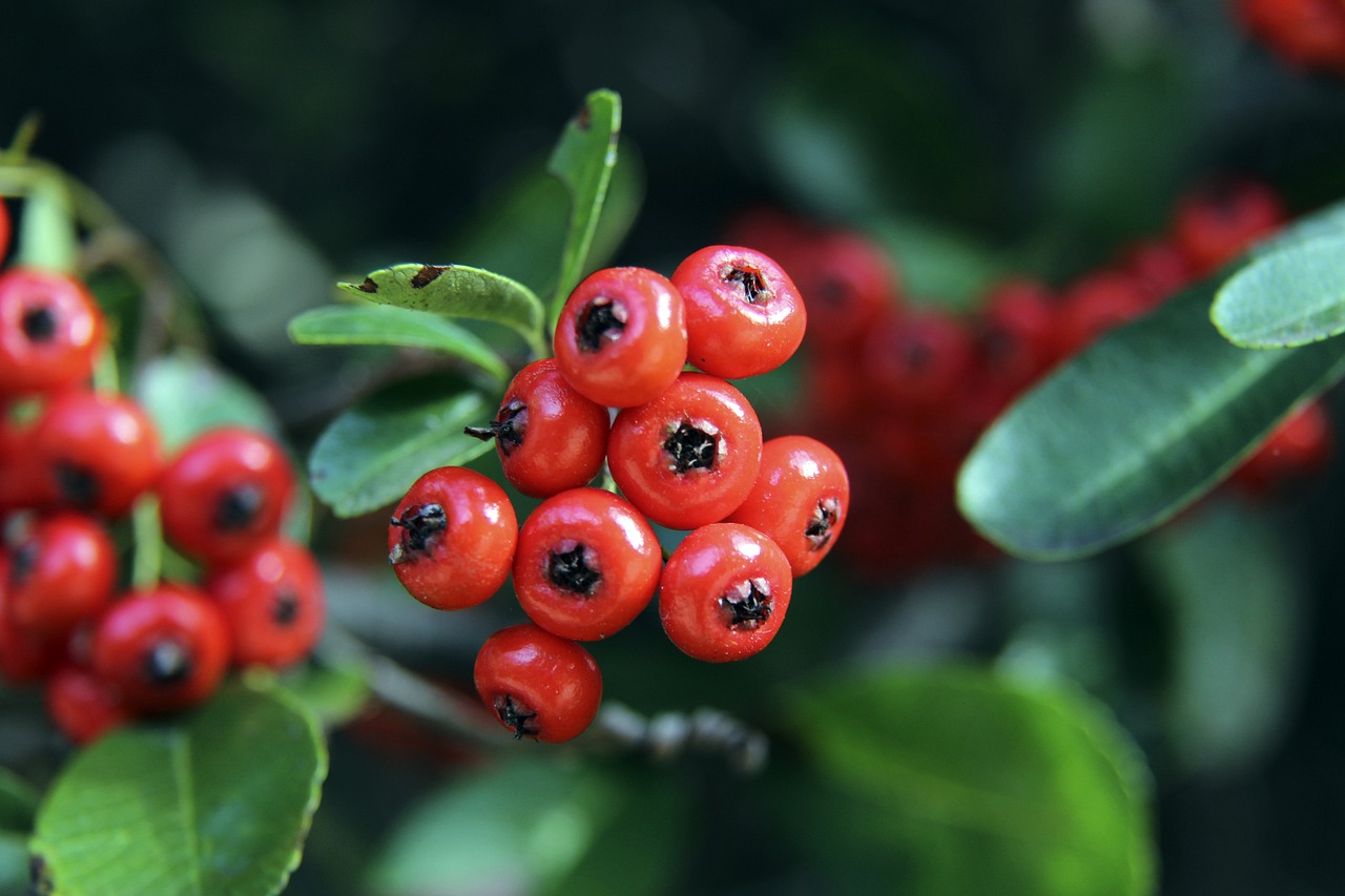 场边指挥尽 场边指挥尽